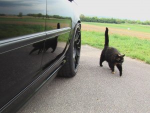 E46 Touring MII, black and a deeper colour - 3er BMW - E46