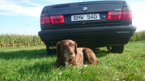 BMW E34 540i Individual - 5er BMW - E34