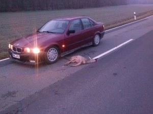 E36 318i vom Rentnerauto zur Familienkutsche - 3er BMW - E36 E36 318i vom Rentnerauto zur Familienkutsche - 3er BMW - E36