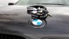 pittbul driver - 5er BMW - E39 - 20150315_120319.jpg
