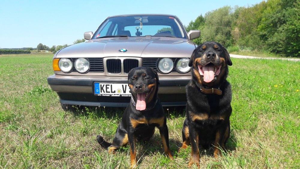 Erbstck 525i - 5er BMW - E34